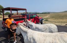 JEEP Bison Safari at Custer State Park + Mt Coolidge Fire Lookout