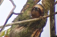 Night Walk: A Journey into the Forest's Nightlife