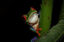 Night Walk: A Journey into the Forest's Nightlife
