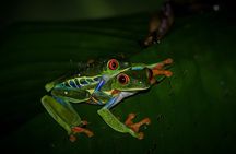 Night Walk: A Journey into the Forest's Nightlife
