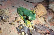 Kubah's Nocturnal Wonders Nighttime Frog Safari