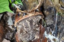 Kubah's Nocturnal Wonders Nighttime Frog Safari