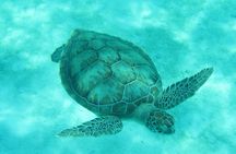 Barbados Snorkeling and Sailing Adventure for Small Groups