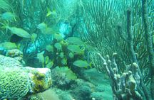 Barbados Snorkeling and Sailing Adventure for Small Groups