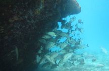 Barbados Snorkeling and Sailing Adventure for Small Groups