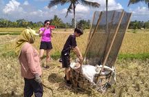 Ubud Cultural and Educational Downhill Cycling Tour 