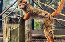 Houston Zoo Admission Ticket