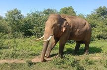 Udawalawe Jeep Safari from Bentota Aluthgama Berawula Area