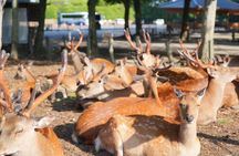 Nara Early Bird Tour (Osaka Departure Option)