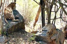 Explore Bangalore’s Wild Side – A Memorable Bannerghatta Safari!