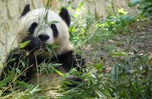 Beijing Private Tour to Temple of Heaven, Panda House and Summer Palace