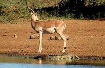 Full Day Kruger Safari from Maputo Open Backed Safari Vehicle