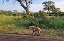 Full Day Kruger Safari from Maputo Open Backed Safari Vehicle