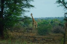 Full Day Kruger Safari from Maputo Open Backed Safari Vehicle