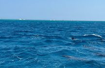 Private Speedboat – Snorkeling & Dolphin Watching & Abu Monkar