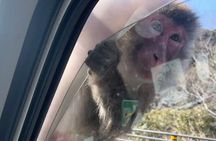 West IZU Uncovered Tour Cave Cruise and Monkey Encounter