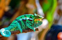 Customized 8 Days Madagascar Trip for Whale Watching