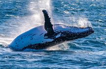 Customized 8 Days Madagascar Trip for Whale Watching