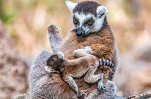 Customized 8 Days Madagascar Trip for Whale Watching
