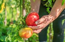 Hands-On Pizza Making Class & Farmhouse Tour with Sea Views 
