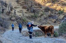 Mystic Darjeeling to Tonglu Day Trek