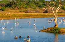 Bundala National Park All Inclusive Safari Tour from Hambantota