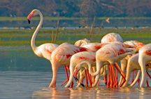 Bundala National Park All Inclusive Safari Tour from Hambantota