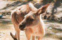 Newcastle: Port Stephens Dolphin Cruise & Wildlife Day Tour