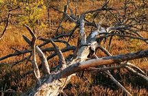 Cenu Bog Nature Trail near Riga Away From Crowded Trails