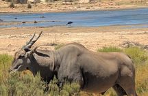 Sunset Aquila Private Game Reserve Big 5 Safari with Snacks