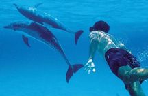 Mnemba Island Marine Safari Snorkeling and Dolphin Watching 