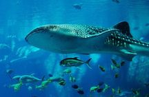 Mnemba Island Marine Safari Snorkeling and Dolphin Watching 