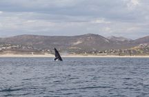 Ocean Safari in San Jose del Cabo