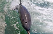 Shell Key and Dolphin Adventure Private Tour in Florida