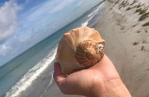 2.5 Hour Shell Key Island Adventure Including Dolphins And Shells