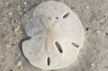 2.5 Hour Shell Key Island Adventure Including Dolphins And Shells