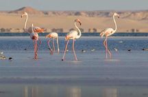 Private Tour to Tropic of Cancer in Dakhla