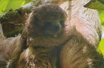 Private Rainforest Day Tour: Sloths, Waterfall, Bridges & Coffee 