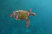 Snorkeling With Manta Rays in Nusa Penida and 4 Other Spots