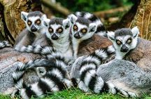 Best Price 7 Days Madagascar Family Tour with Baobabs Avenue