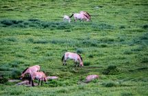 Horse Breeders’ Paradise