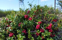 Berries Mushrooms and Soup Shared Experience in Rovaniemi
