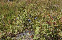 Berries Mushrooms and Soup Shared Experience in Rovaniemi