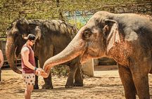 From Delhi: Taj Mahal Sunrise Tour with Elephant SOS Centre
