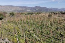 Etna Wine and Randazzo town from Taormina 