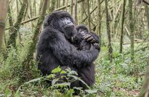 2 Days 1 Night Gorilla Trek,Cultural Village and Kigali City Tour