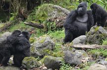 2 Days 1 Night Gorilla Trek,Cultural Village and Kigali City Tour