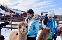 Private Alpaca Forest Walk Helsinki: Feeding, Photos,Hotel Pickup