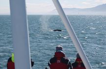 Húsavík Whale Watching Tour, family owned and operated 
