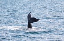Húsavík Whale Watching Tour, family owned and operated 